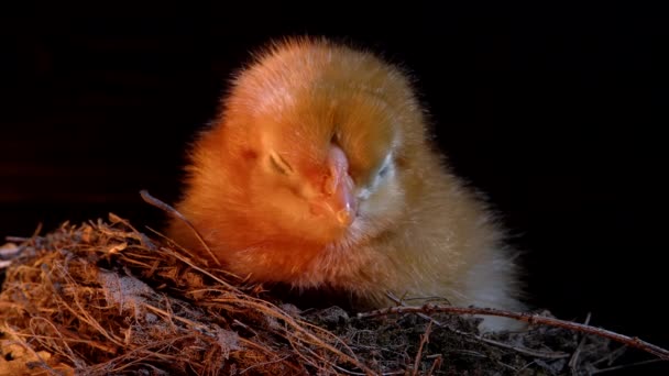Νυσταγμένη και κουρασμένη νεογέννητη στη φωλιά. Το κοτοπουλάκι κοιμάται απομονωμένο σε μαύρο φόντο. Έννοια του παραδοσιακού πουλιού, άνοιξη. Σύμβολο της νέας ζωής, πουλερικά. — Αρχείο Βίντεο