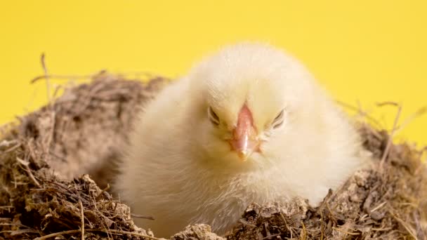 Den kläckta nyfödda gula bruden i boet. Baby liten kyckling isolerad på studio bakgrund. Begreppet traditionell fågel, vårfest. Symbol för lycklig påsk. — Stockvideo