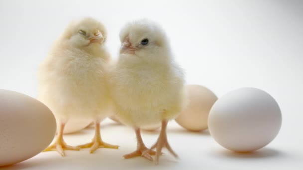 Newborn yellow chicks among eggs. Baby little chickens isolated on white studio background. Concept of traditional bird, spring celebration. Symbol of happy Easter. — Vídeo de stock