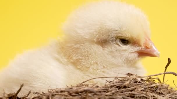 Den kläckta nyfödda gula bruden i boet. Baby liten kyckling isolerad på studio bakgrund. Begreppet traditionell fågel, vårfest. Symbol för lycklig påsk. — Stockvideo