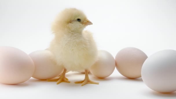 Novorozená kuřata mezi nevylíhnutými kuřaty ve vejcích. Malé děťátko volá matku slepici, izolovanou na bílém pozadí. Koncept tradičního ptáka, jarní oslava. Symbol šťastných Velikonoc. — Stock video