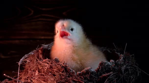 Den kläckta nyfödda gula bruden i boet kallar sin mamma höna. Baby liten kyckling isolerad på mörk bakgrund. Begreppet traditionell fågel, vår. Symbolen för nytt liv, fjäderfä — Stockvideo