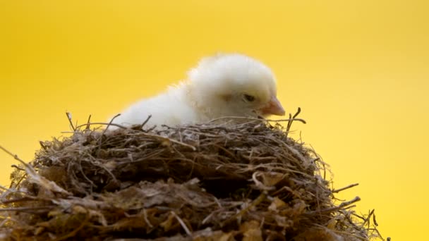 Εκκολαφθεί νεογέννητο κίτρινο νεοσσό. Μικρό κοτόπουλο απομονωμένο στο στούντιο. Έννοια του παραδοσιακού πουλιού, γιορτή της άνοιξης. Σύμβολο του ευτυχισμένου Πάσχα. — Αρχείο Βίντεο