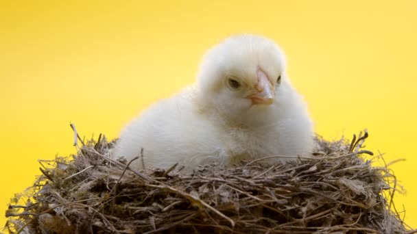 Wylęgła się żółta pisklę w gnieździe. Mały kurczak odizolowany na tle studia. Koncepcja tradycyjnego ptaka, wiosenne święto. Symbol szczęśliwej Wielkanocy. — Wideo stockowe