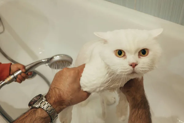 White wet cat washes in bathtub, beautiful kitty taking a shower. — Photo