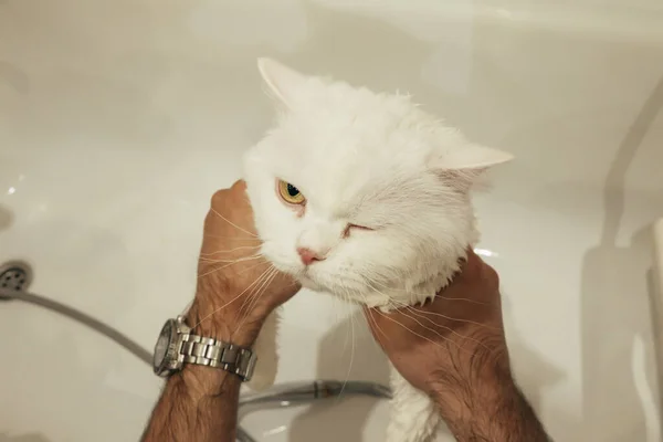 White wet cat washes in bathtub, beautiful kitty taking a shower. — Photo