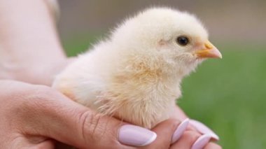 Yeni doğan sarı civciv el ele tutuşuyor. Yavru tavuk. Çiftçi kuşu korur. Mutlu Paskalya, bahar, yeni hayatın sembolü.