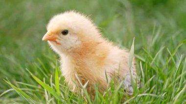 Newborn poultry chicken on green nature background. Hatched chick in green grass looking for mother hen. Little bird. Concept of traditional easter, spring celebration.