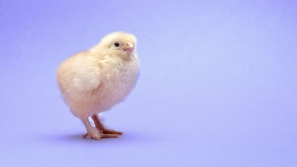 Newborn poultry yellow chicken on violet studio background. Cute funny isolated little chick for design decorative scene. Easter, farm concept — Stock video