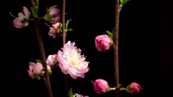 Spring easter time lapse - pink flowers of sakura blossom on black background. Macro blooming nature view. Flowering, opening petals on cherry branches tree. — Stock video