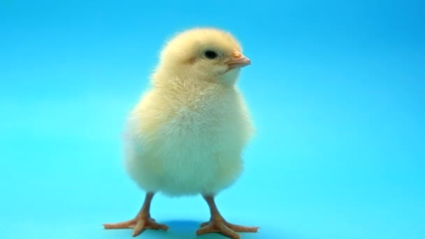 Newborn poultry yellow chicken on blue studio background. Cute isolated little chick for design decorative scene. Easter, farm concept — Stock video