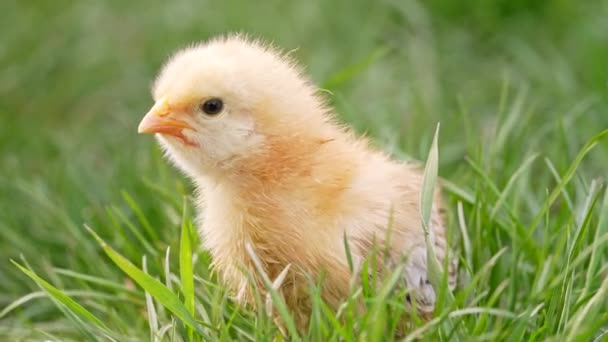 Newborn poultry chicken on green nature background. Hatched chick in green grass looking for mother hen. Little bird. Concept of traditional easter, spring celebration. — Vídeo de stock
