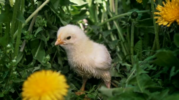 Newborn poultry chicken on green nature background. Hatched chick in green grass among blooming dandelions. Little bird. Concept of traditional easter bird, spring celebration. — Vídeo de Stock