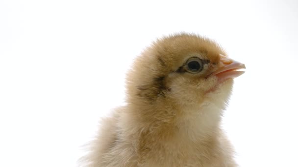 Head of hatched chick for design decorative theme. Newborn poultry chicken on white studio background. Concept of traditional easter bird, spring celebration. — Vídeo de stock