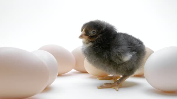Η νεογέννητη μαύρη γκόμενα ανάμεσα στα αυγά. Μικρό μικρό κοτόπουλο απομονωμένο σε λευκό φόντο στούντιο. Έννοια του παραδοσιακού πουλιού, γιορτή της άνοιξης. Σύμβολο του ευτυχισμένου Πάσχα. — Αρχείο Βίντεο