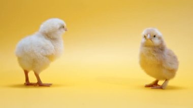 Komik yeni doğmuş civcivler, tavuk gagaları bir tane daha. Stüdyonun arka planında izole edilmiş birkaç evcil bebek. Geleneksel kuş kavramı, bahar kutlaması. - Evet. Yüksek kalite 4k görüntü