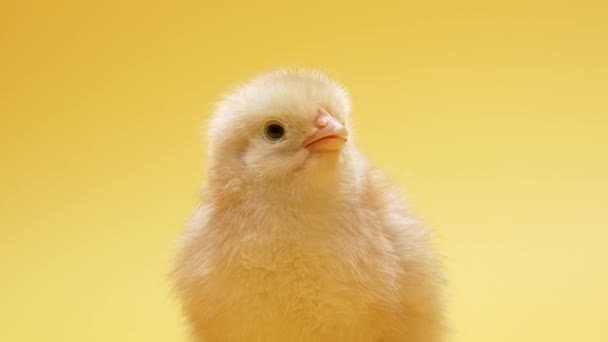 Head Hatched Chick Design Decorative Theme Newborn Poultry Chicken Yellow — Vídeo de stock