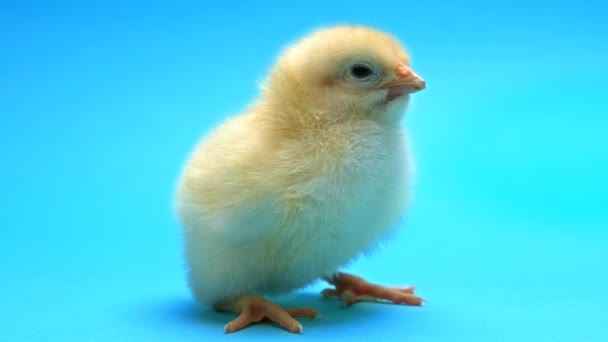 Newborn Poultry Yellow Chicken Blue Studio Background Cute Isolated Little — Stockvideo
