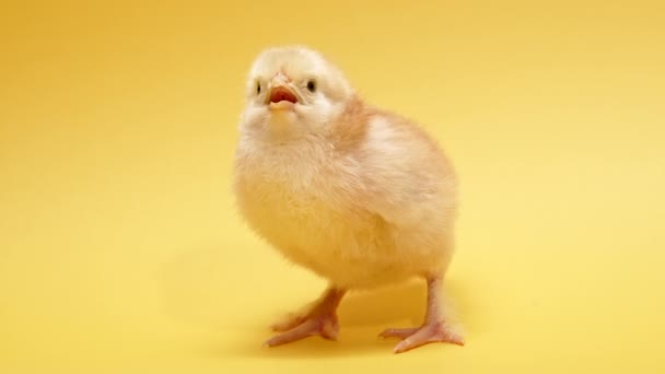 Κολλημένη Γκόμενα Για Διακοσμητικό Θέμα Σχεδίου Νεογνό Κοτόπουλο Πουλερικών Απομονωμένο — Αρχείο Βίντεο