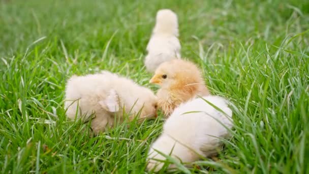 Three Newborn Chicks Fresh Grass Funny Babies Little Chickens Graze — Vídeo de stock