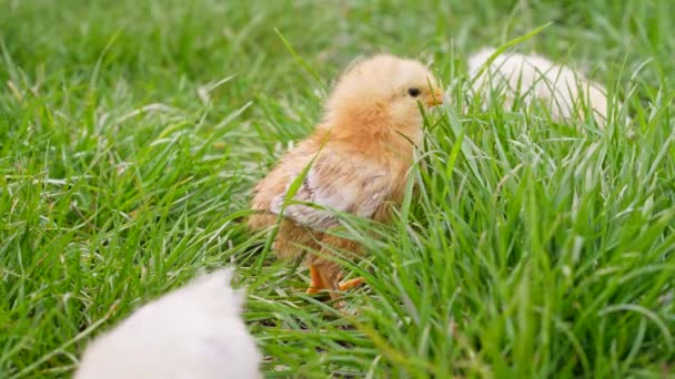 Drei Neugeborene Küken Frischen Gras Lustige Babys Kleine Hühner Grasen — Stockvideo