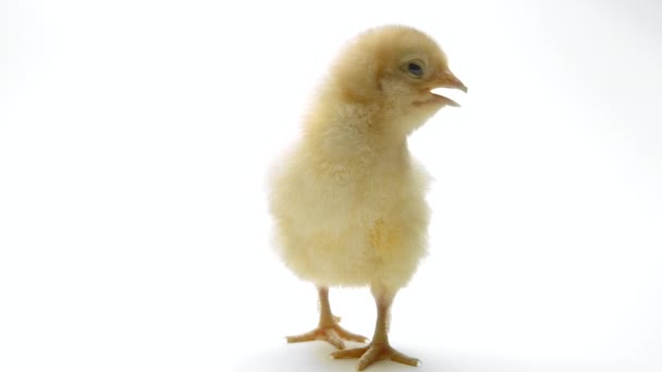 Μικροσκοπικό νεογέννητο κοτόπουλο κοτόπουλο σε ανοιχτό λευκό φόντο στούντιο. Έννοια της παραδοσιακής πασχαλινό πουλί, γιορτή της άνοιξης. Μεμονωμένο αντικείμενο, ιδανικό για έργα. — Αρχείο Βίντεο