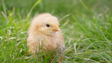 Tiny newborn poultry chicken chick grazing on green grass background. Concept of traditional easter bird, spring celebration.