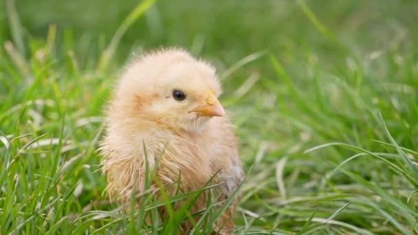Μικροσκοπικό νεογέννητο κοτόπουλο κοτόπουλο βόσκηση σε πράσινο φόντο γρασίδι. Έννοια του παραδοσιακού πασχαλινού πουλιού, γιορτή της άνοιξης. — Αρχείο Βίντεο