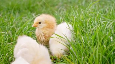 Üç yeni doğmuş civciv taze çimlerde. Komik bebekler küçük tavuklar yeşil çiftlik çimlerinde otluyor. Geleneksel kuş kavramı, bahar kutlaması. Mutlu Paskalyanın sembolü. 