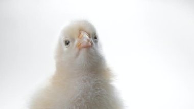 Tasarım dekoratif teması için yumurtadan çıkmış bir pilicin başı. Beyaz stüdyo arka planında yeni doğmuş kümes hayvanları. Geleneksel Paskalya kuşu kavramı, bahar kutlaması.