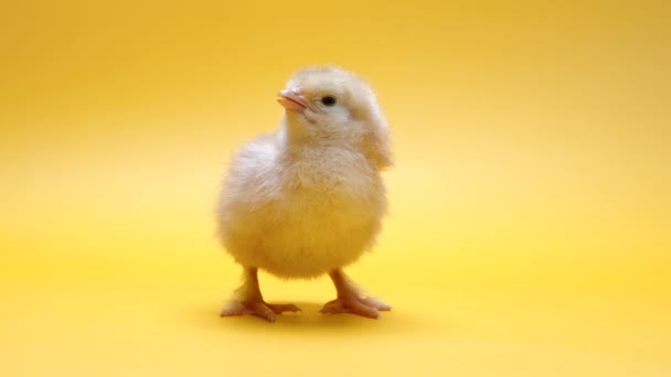 Κολλημένη γκόμενα για διακοσμητικό θέμα σχεδίου. Νεογνό κοτόπουλο πουλερικών απομονωμένο σε κίτρινο φόντο στούντιο. Έννοια του παραδοσιακού πασχαλινού πουλιού, γιορτή της άνοιξης. — Αρχείο Βίντεο