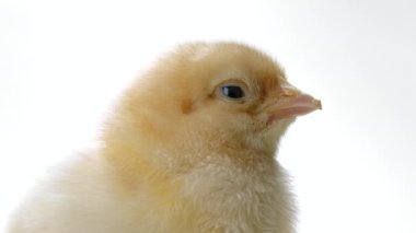Head of hatched chick for design decorative theme. Newborn poultry chicken on white studio background. Concept of traditional easter bird, spring celebration.