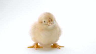 Açık beyaz stüdyo arka planında küçük, uykulu, yeni doğmuş tavuk yavrusu. Geleneksel Paskalya kuşu kavramı, bahar kutlaması. Ayrı nesne, projeler için mükemmel.