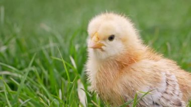 Yeşil çim arka planda yeni doğmuş küçük kümes hayvanları tavuğunun başı. Geleneksel Paskalya kuşu kavramı, bahar kutlaması.