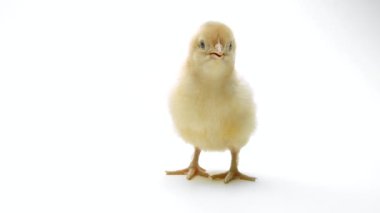 Açık beyaz stüdyo arka planında yeni doğmuş kümes hayvanı piliç. Geleneksel Paskalya kuşu kavramı, bahar kutlaması. Ayrı nesne, projeler için mükemmel.