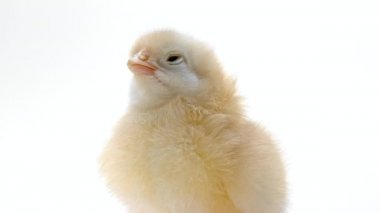 Açık beyaz stüdyo arka planında yeni doğmuş tavuk yavrusu. Geleneksel Paskalya kuşu kavramı, bahar kutlaması. Ayrı nesne, projeler için mükemmel.
