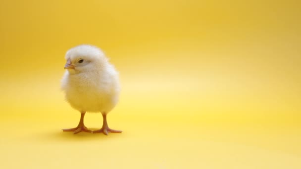 Μικρό νεογέννητο κοτόπουλο κοτόπουλο σε ζεστό κίτρινο φόντο στούντιο. Έννοια της παραδοσιακής πασχαλινό πουλί, γιορτή της άνοιξης. Μεμονωμένο αντικείμενο, ιδανικό για έργα. — Αρχείο Βίντεο