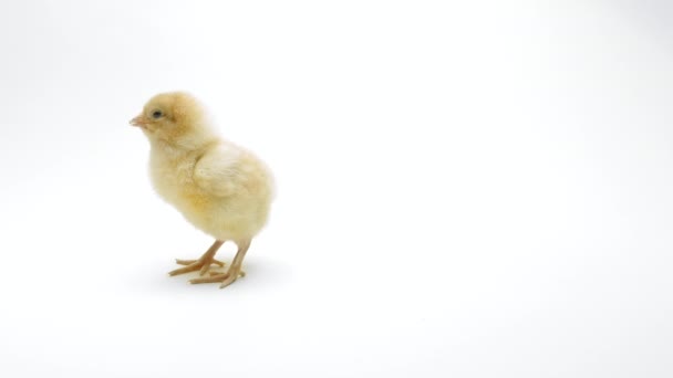 Tiny newborn poultry chicken chick on light white studio background. Concept of traditional easter bird, spring celebration. Isolated object, perfect for projects. — Stock Video