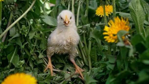 Μικροσκοπικό νεογέννητο κοτόπουλο κοτόπουλο σε πράσινο γρασίδι μεταξύ ανθισμένα πικραλίδες, φρέσκο φόντο. Έννοια του παραδοσιακού πασχαλινού πουλιού, γιορτή της άνοιξης. — Αρχείο Βίντεο
