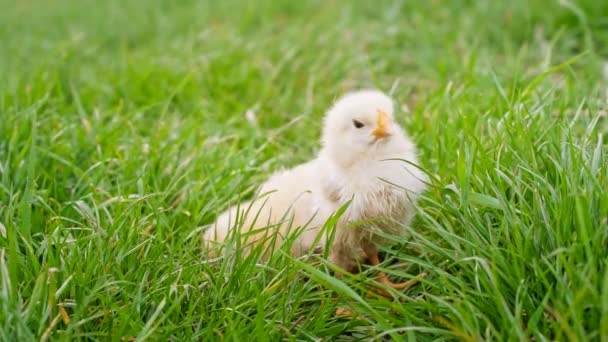 Tiny newborn poultry chicken chick grazing on green grass background. Concept of traditional easter bird, spring celebration. — Stock Video