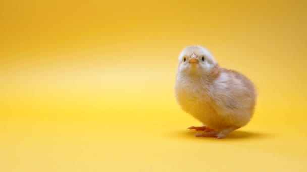 Tiny newborn poultry chicken chick on warm yellow studio background. Concept of traditional easter bird, spring celebration. Isolated object, perfect for projects. — Stockvideo
