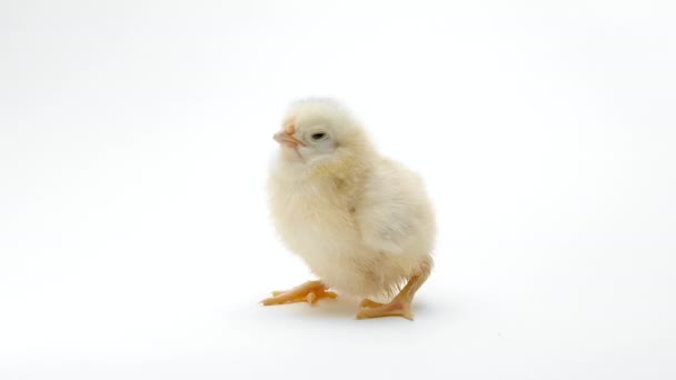 Kleine baby pasgeboren kip chick op licht witte studio achtergrond. Concept van traditionele paashaas, lenteviering. Geïsoleerd object, perfect voor projecten. — Stockvideo