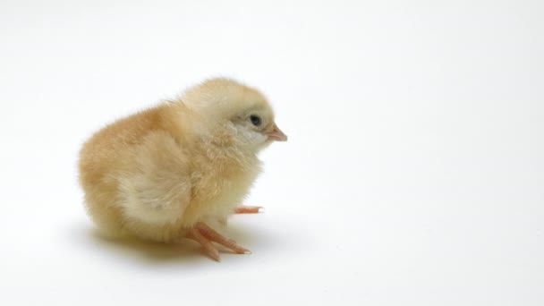 Mały noworodek kurczak pisklę na jasnobiałym tle studio. Koncepcja tradycyjnego wielkanocnego ptaka, wiosenne święto. Odizolowany obiekt, idealny do projektów. — Wideo stockowe