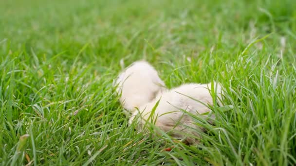 Tiny newborn poultry chicken chicks on green grass domestic farm background. Concept of traditional easter birds, spring celebration. — Stock Video