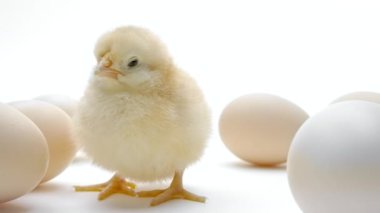 Newborn chick among eggs. Baby little chicken calls mother, isolated on white studio background. Concept of traditional bird, spring celebration. Symbol of happy Easter. 