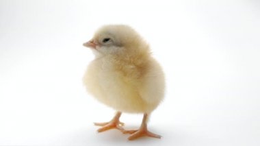 Açık beyaz stüdyo arka planında küçük, uykulu, yeni doğmuş tavuk yavrusu. Geleneksel Paskalya kuşu kavramı, bahar kutlaması. Ayrı nesne, projeler için mükemmel.