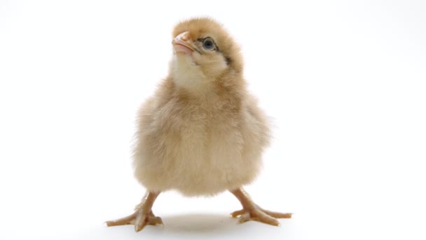 Tiny newborn poultry chicken chick on light white studio background. Concept of traditional easter bird, spring celebration. Isolated object, perfect for projects. — Wideo stockowe