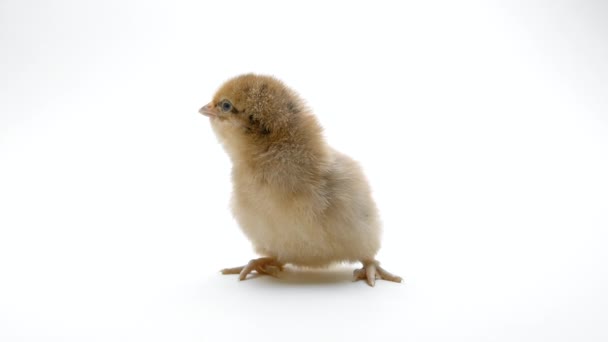 Tiny newborn poultry chicken chick on light white studio background. Concept of traditional easter bird, spring celebration. Isolated object, perfect for projects. — Wideo stockowe