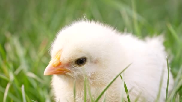 Cabeça de pintinho de frango de aves recém-nascido minúsculo no fundo de grama verde. Conceito de pássaro de Páscoa tradicional, celebração da primavera. — Vídeo de Stock