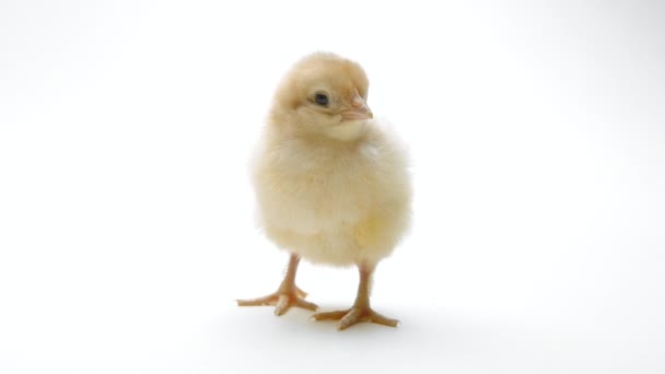 Tiny newborn poultry chicken chick on light white studio background. Concept of traditional easter bird, spring celebration. Isolated object, perfect for projects. — Stock Video